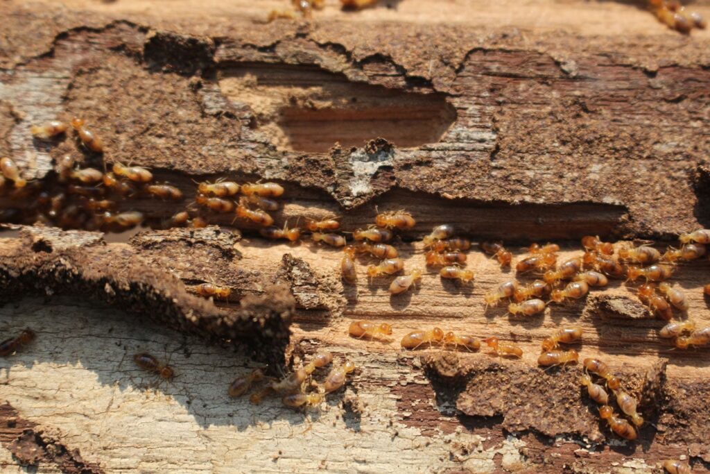 Termite Treatment & Control - OzPest Solutions