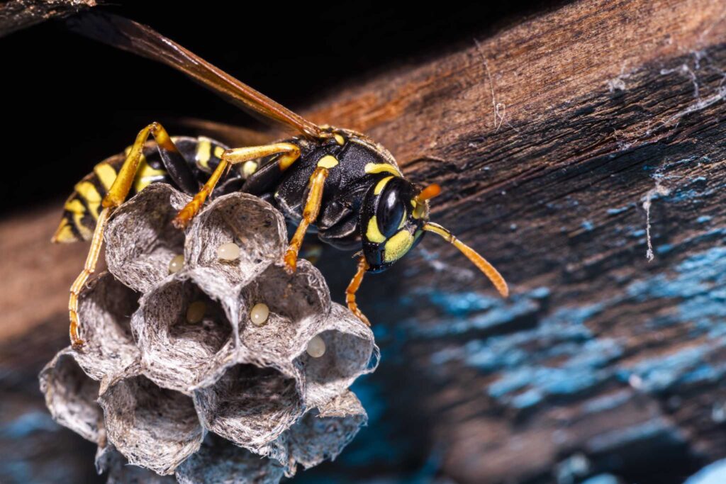 Wasp (Vespula vulgaris) sitting on nest