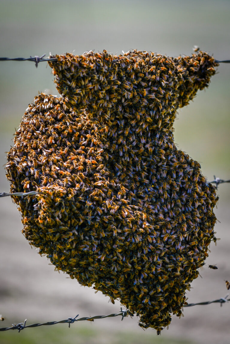 Honey Bees swarming on a fence