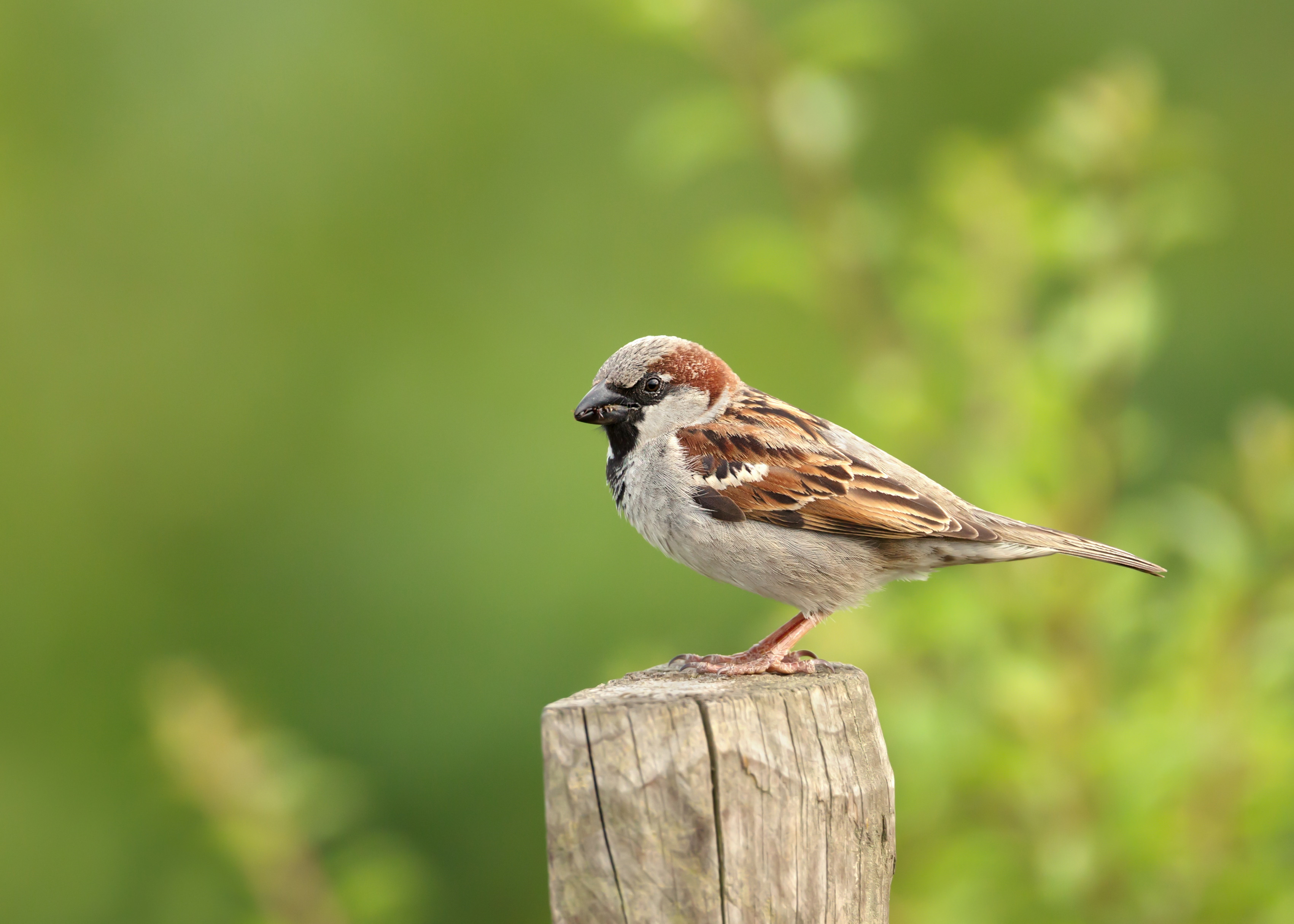 House Sparrow perched on a post,