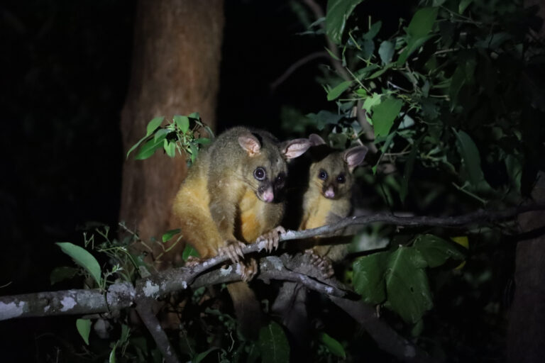 ringtail possums in tree