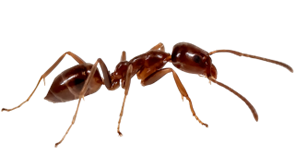 Argentine Ant1