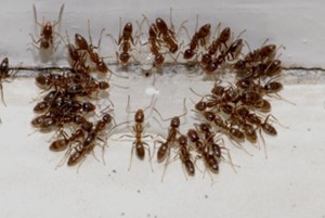 Argentine Ant2