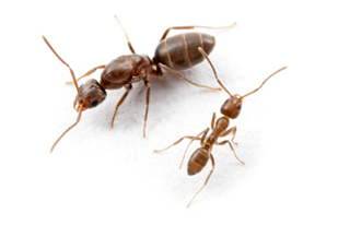 Argentine Ant3