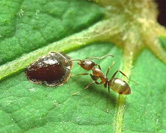 Argentine Ant4
