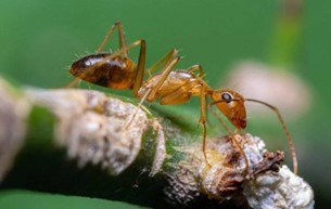 Argentine Ant5