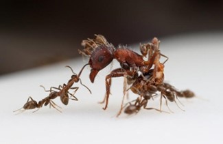 Argentine Ant6