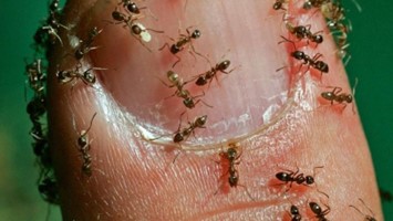 Argentine Ant7