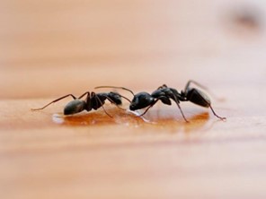 Black House Ant4