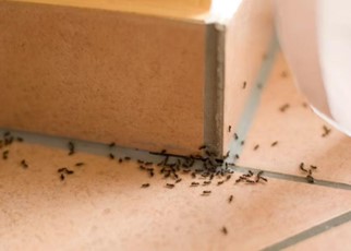 Black House Ant5