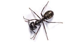 Carpenter Ant2