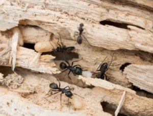 Carpenter Ant3