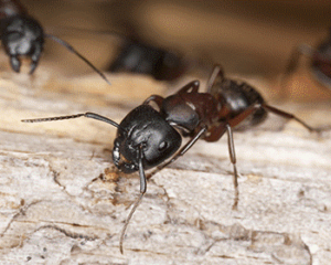 Carpenter Ant4
