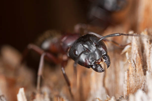 Carpenter Ant6