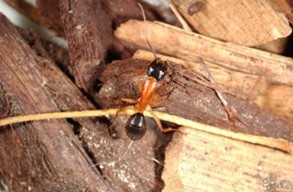 Sugar Ant1