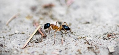 Sugar Ant2
