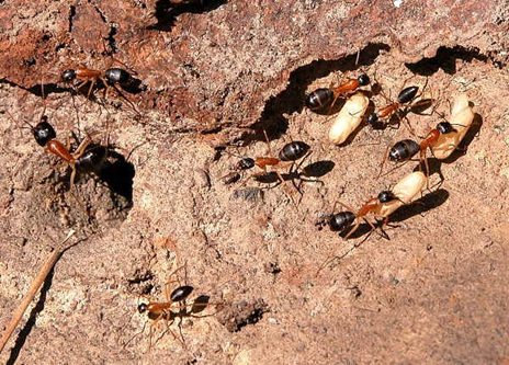 Sugar Ant4