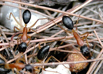 Sugar Ant5