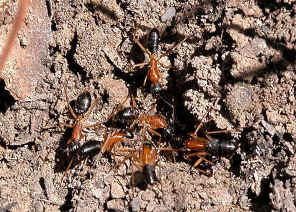Sugar Ant6
