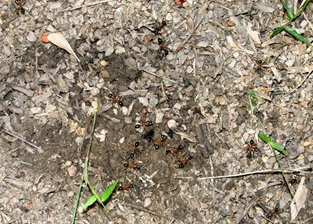 Sugar Ant7