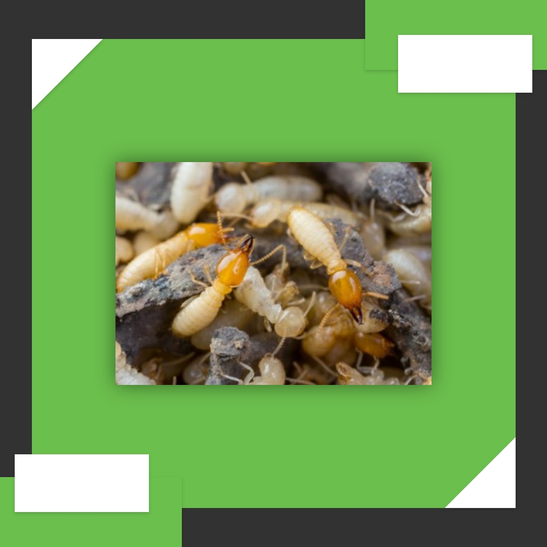 Coptotermes acinaciformis