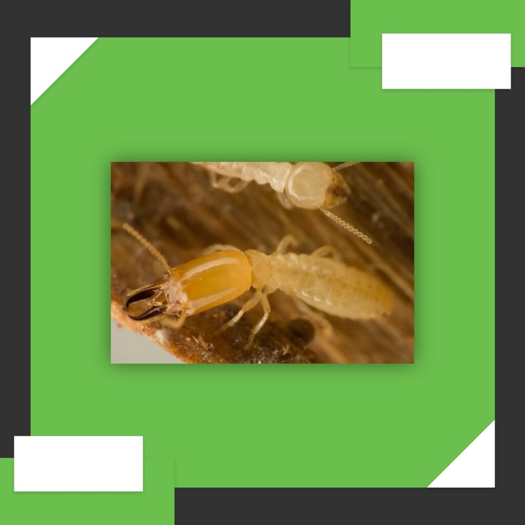 Termite Inspection Maitland | Pest and Termite Inspection