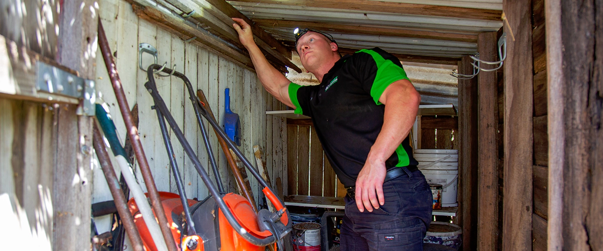 how-to-get-rid-of-flies-in-the-house