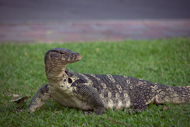 Expert Lizard Removal
