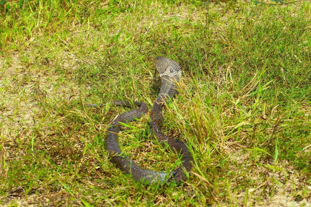 Trusted Snake Relocation Experts