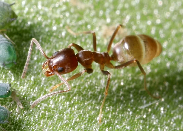 Argentine-Ant-profile