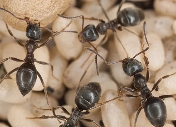 Black-House-Ant-profile