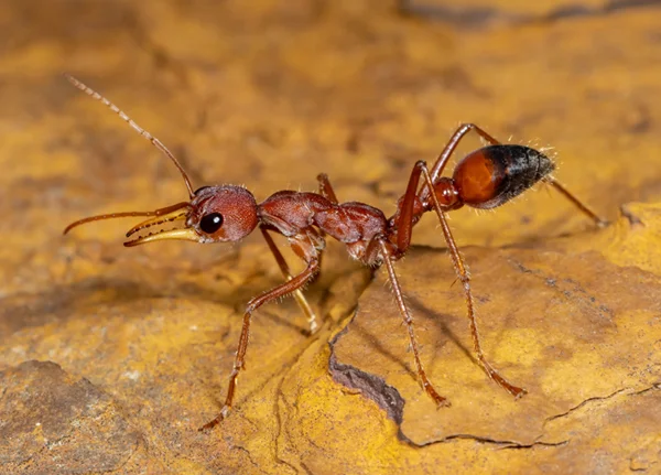 Bull-Ant-profile