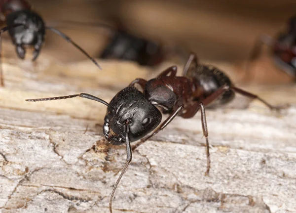 Carpenter-Ant-profile