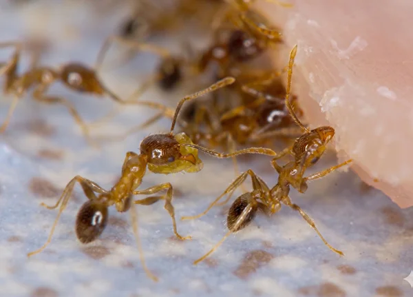 Coastal-Brown-Ant-profile