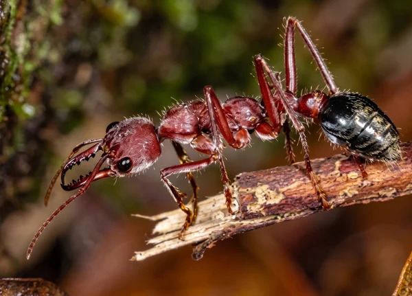 Fire-Ant-profile