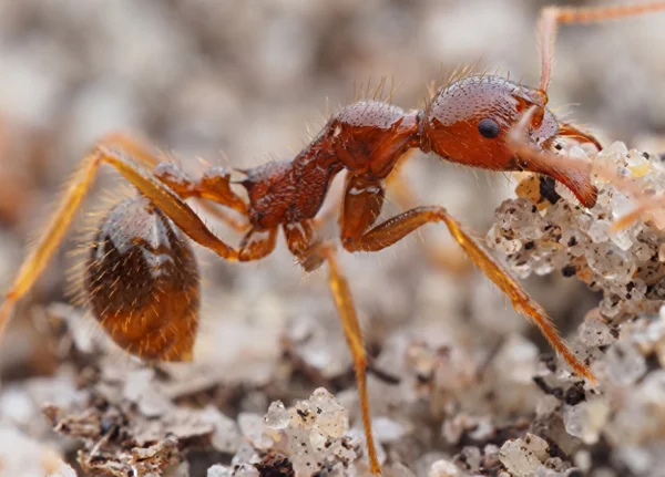 Funnel-Ant-profile