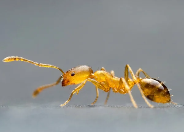 Pharaoh-Ant-profile