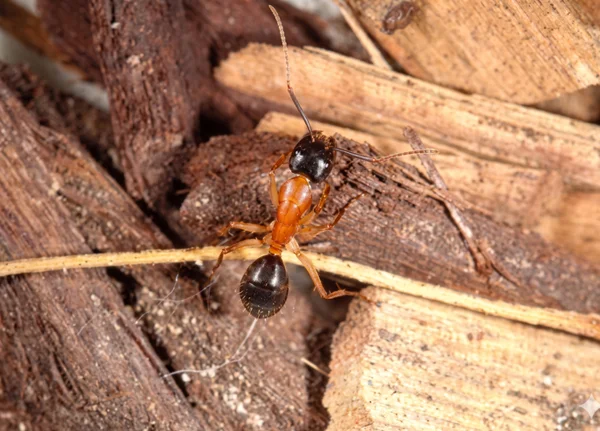 Sugar-Ant-profile