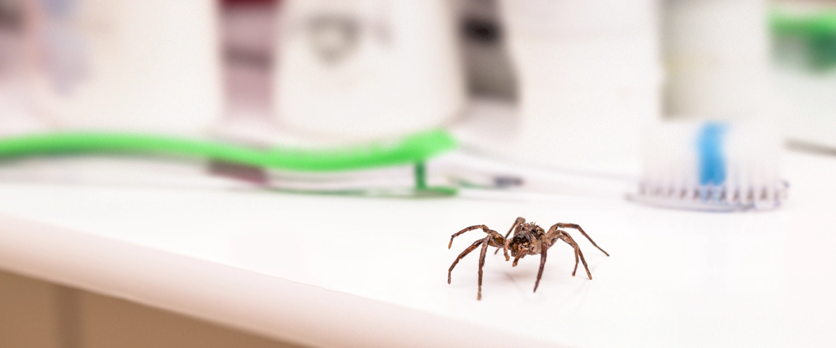 Top 5 Treatments for Spider Control