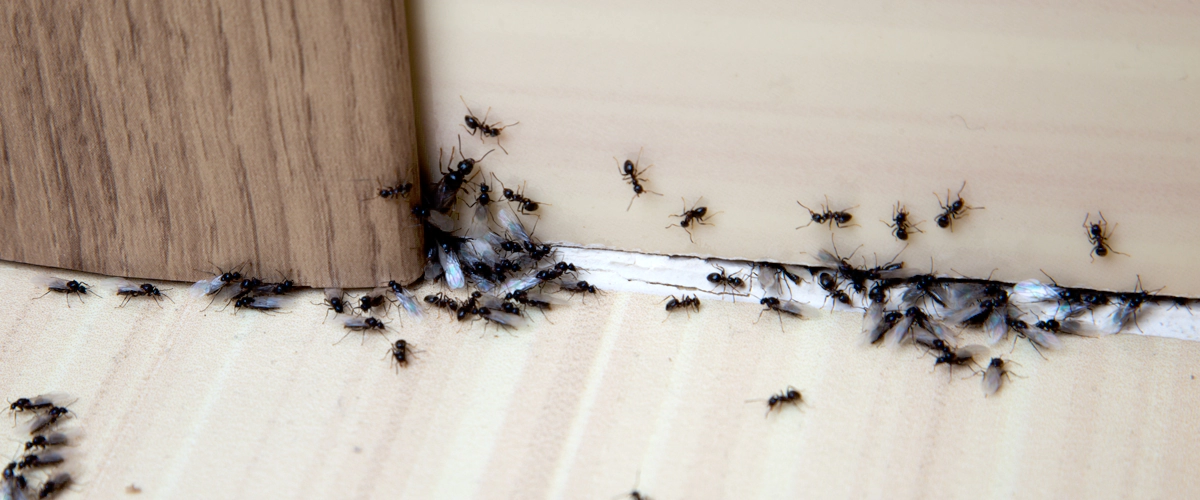 Top Ant Control Treatment